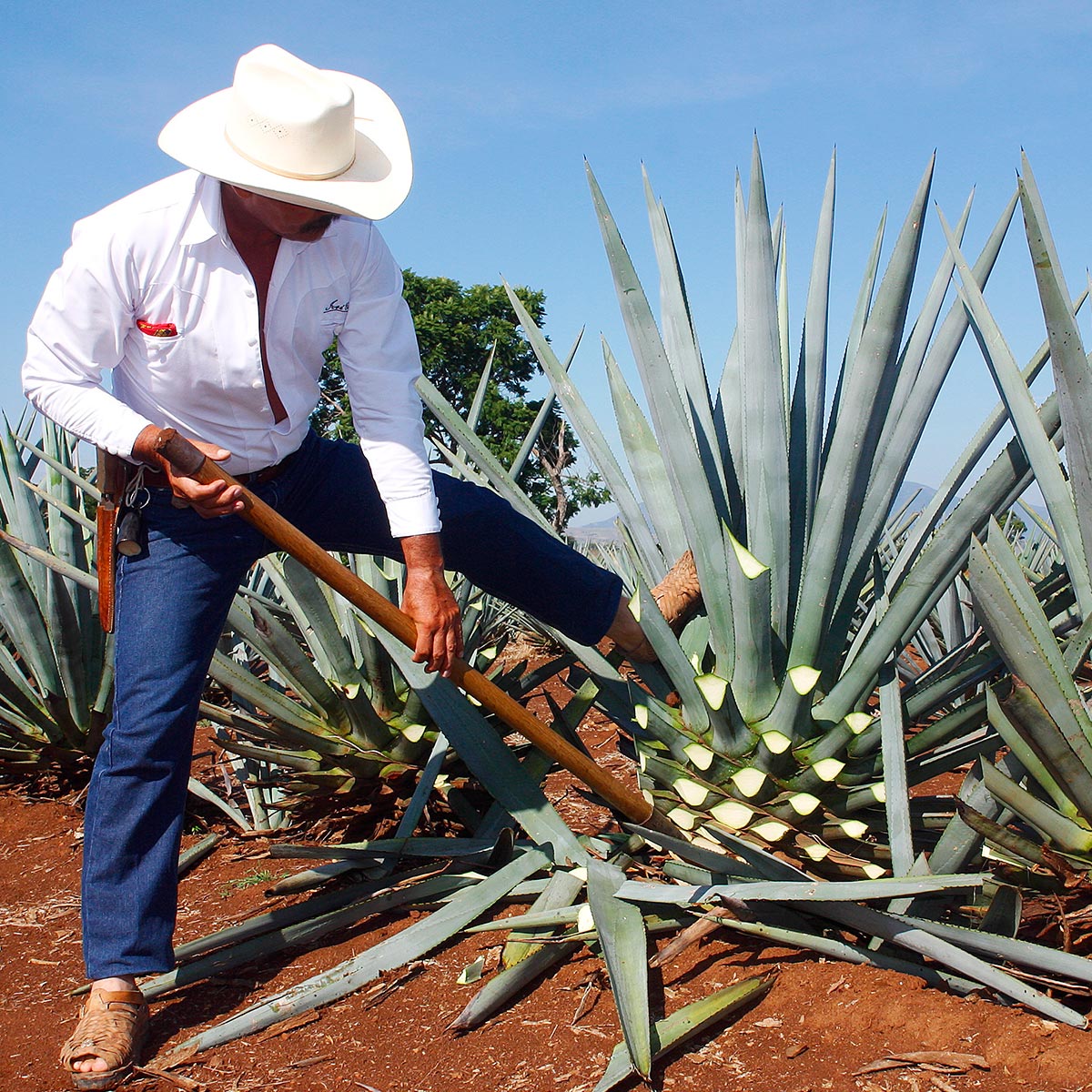 mezcal-man-with-hat-farmer